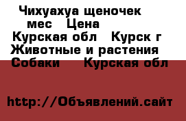  Чихуахуа щеночек 1,5 мес › Цена ­ 10 000 - Курская обл., Курск г. Животные и растения » Собаки   . Курская обл.